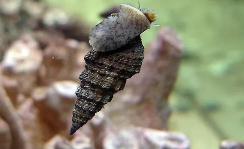Cerith Snail