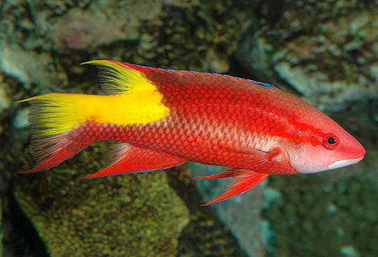 Pulchellus