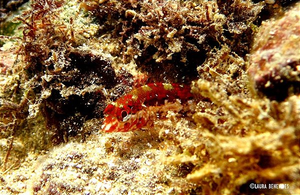Blênio Brasileiro (Malacoctenus Sp)