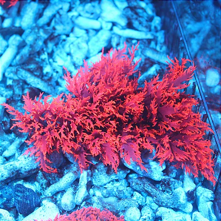 Dragon Breath