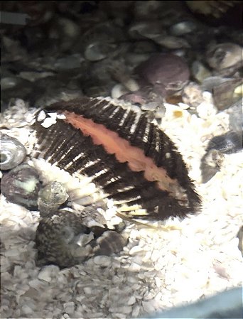 Arca Shell (molusco filtrante)
