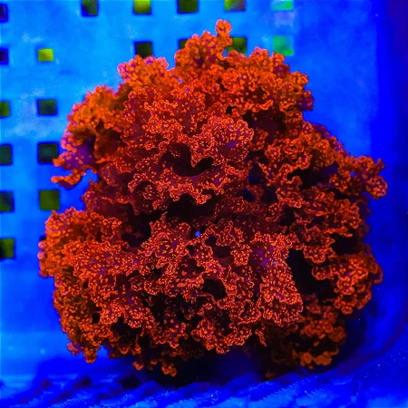 Atomic Broccoli