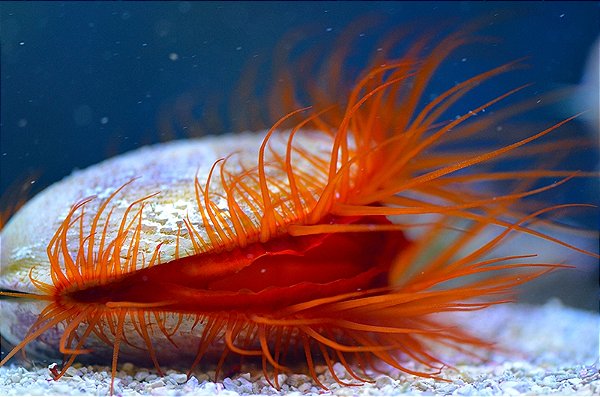 Electric Flame Scallop