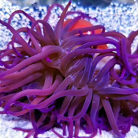 Long Tentacle Purple