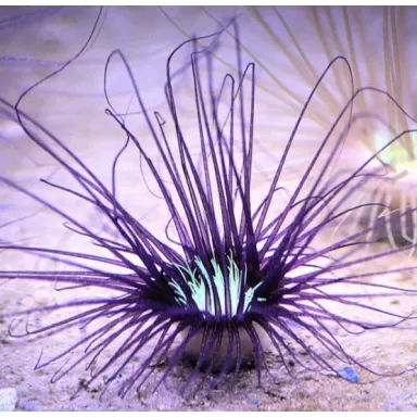 Cerianthus Purple