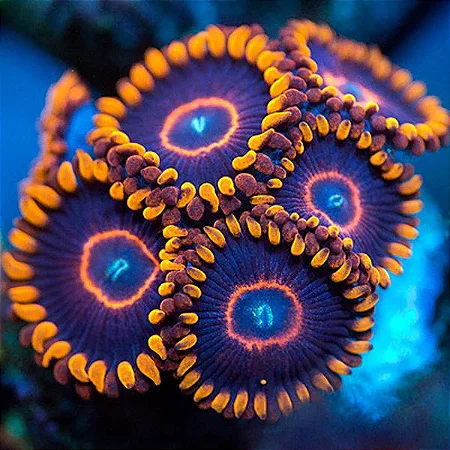 Zoanthus Red Hornet African