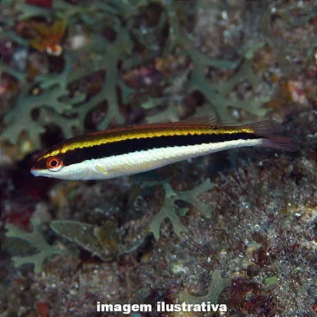 Wrasse Maculipina