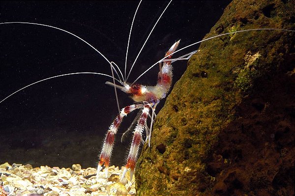 Camarão Stenopus (Solteiro)