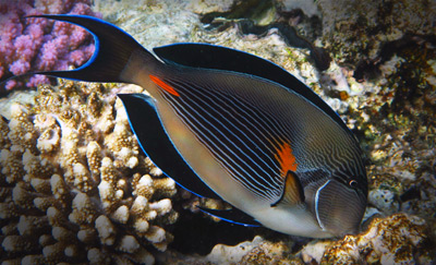 Sohal Tang (Red Sea)