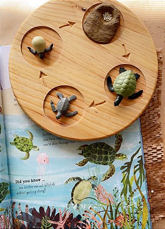 Miniaturas e flashcards Ciclo de vida répteis