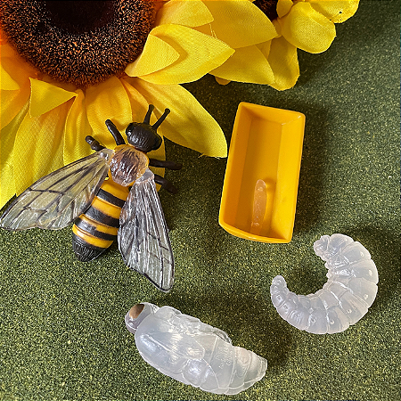 Miniaturas e flashcards Ciclo de vida insetos e outros pequenos animais