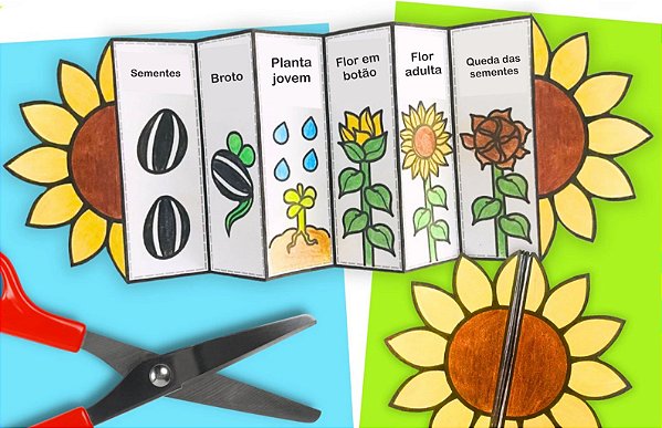 PDF Atividade ciclo de vida do girassol com dobras - Recurso p/ Aulas