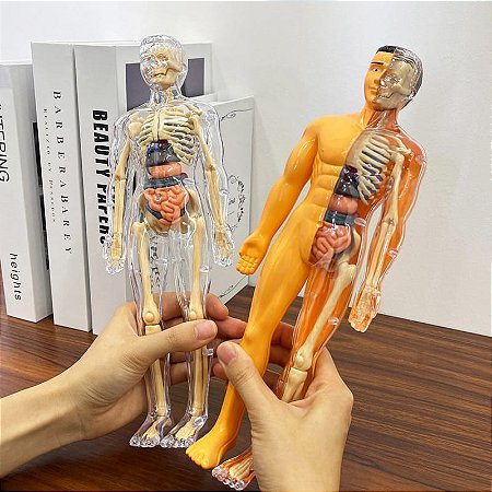 Boneco Anatômico 3D com Órgãos Removíveis - Modelo Corpo Humano