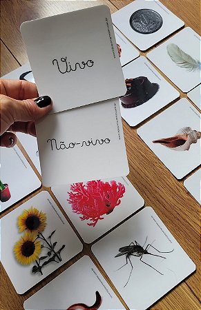 Flashcards classificação vivo x não-vivo