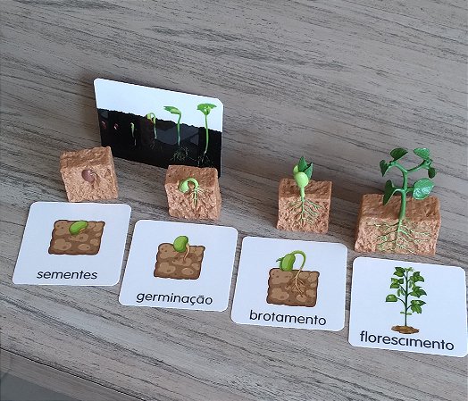 Miniaturas e Flashcards Ciclos de vida de Plantas