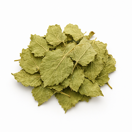 Folha de Amora Branca.