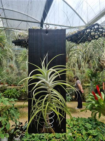 Placa para Tillandsias