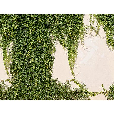 Papel de Parede The Wall 2 - Folhas e Flores - AS392271 - Vinílico