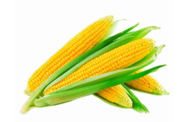 Milho Verde - Sabor e Nutrição em Cada Grão