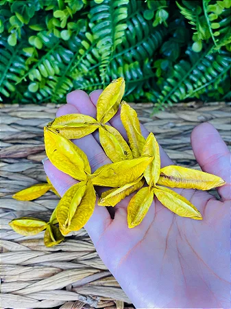 Fava da Prosperidade - Unidade