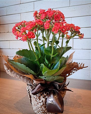 FLOR MINI KALANCHOE