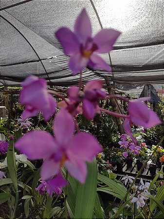 Spathoglottis Plicata Rosa
