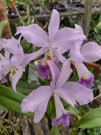 Cattleya Portia Coerulea
