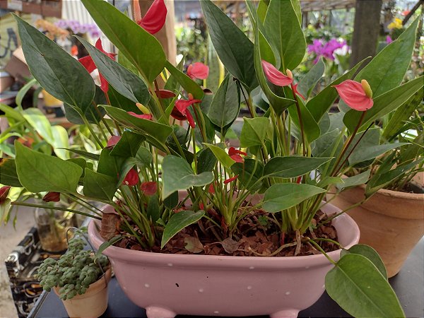 Mini Antúrio Vermelho - Planta Decorativa de Baixa Manutenção