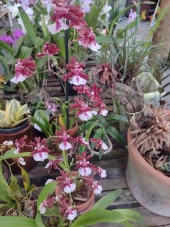 Orquídea Chocolate Sharry Baby