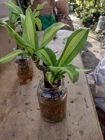 Dracena Fragrans - Pau D'água ( enraizado na água)