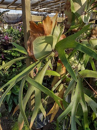 Chifre de Veado (Platycerium bifurcatum) - Planta Decorativa e Exótica