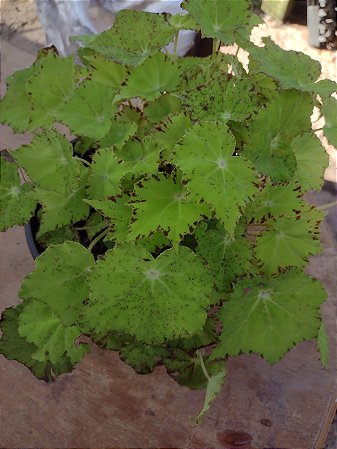 Begonia Rex Lima - Planta Ornamental Exuberante