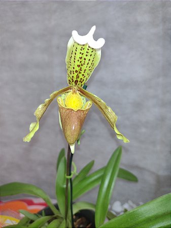 Orquidea sapatinho (paphiopedilum insigne)