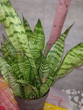 Planta Espada de São Jorge - Sansevieria Trifasciata