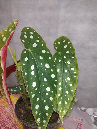 Begonia Maculata Asa de Anjo - Planta Decorativa