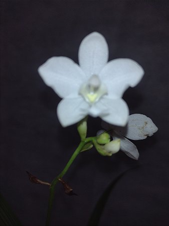 Spathoglottis Branca