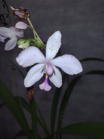 Spathoglottis rosa claro
