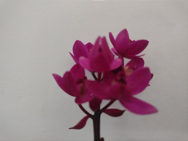 Kit com 4 Unidades de Spathoglottis Uva - Orquídeas Exóticas para Sua Casa