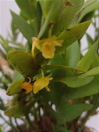 orquidea dendrobium anceps