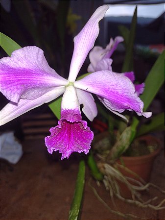 laelia purpurada flamea x laelia sincorana