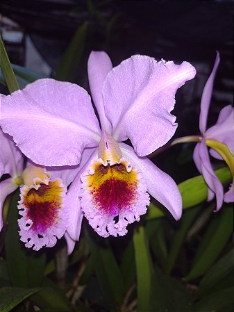 Cattleya Percivaliana - Orquídea Exótica