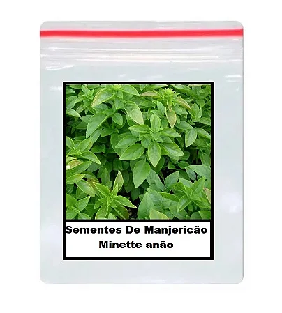 Sementes De Manjericão Minette anão 70 unidades