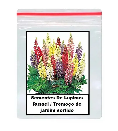 Sementes de Lupinus Russel / Tremoço de Jardim Sortido – 50 Unidades