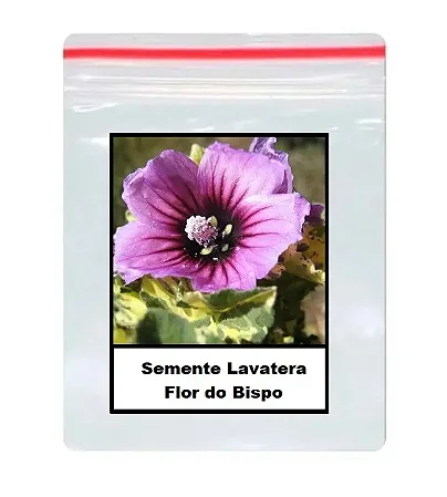 Sementes De Lavatera Flor do Bispo 50 unidades