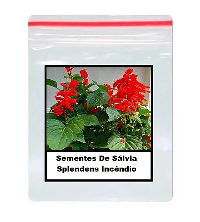 Sementes De Sálvia Splendens Incêndio 50 unidades