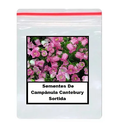 Sementes De Campânula Cantebury Sortida 30 unidades