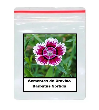 Sementes de Cravina Barbatus Sortida 100 unidades
