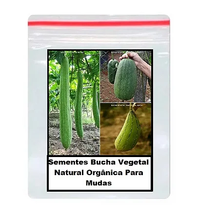 Sementes de Bucha Vegetal Natural Orgânica Para Mudas 100 unidades