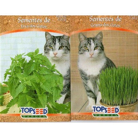 Sementes De Grama E Erva Dos Gatos 500 unidades