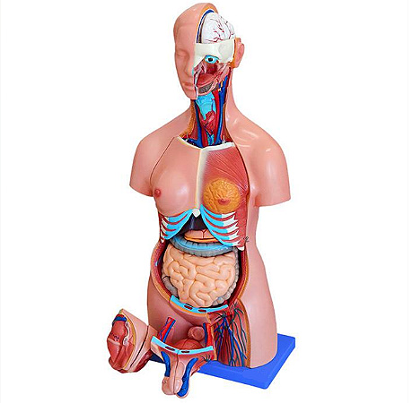 Modelo de Torso Humano de 85cm - Anatomia Completa em 25 Partes